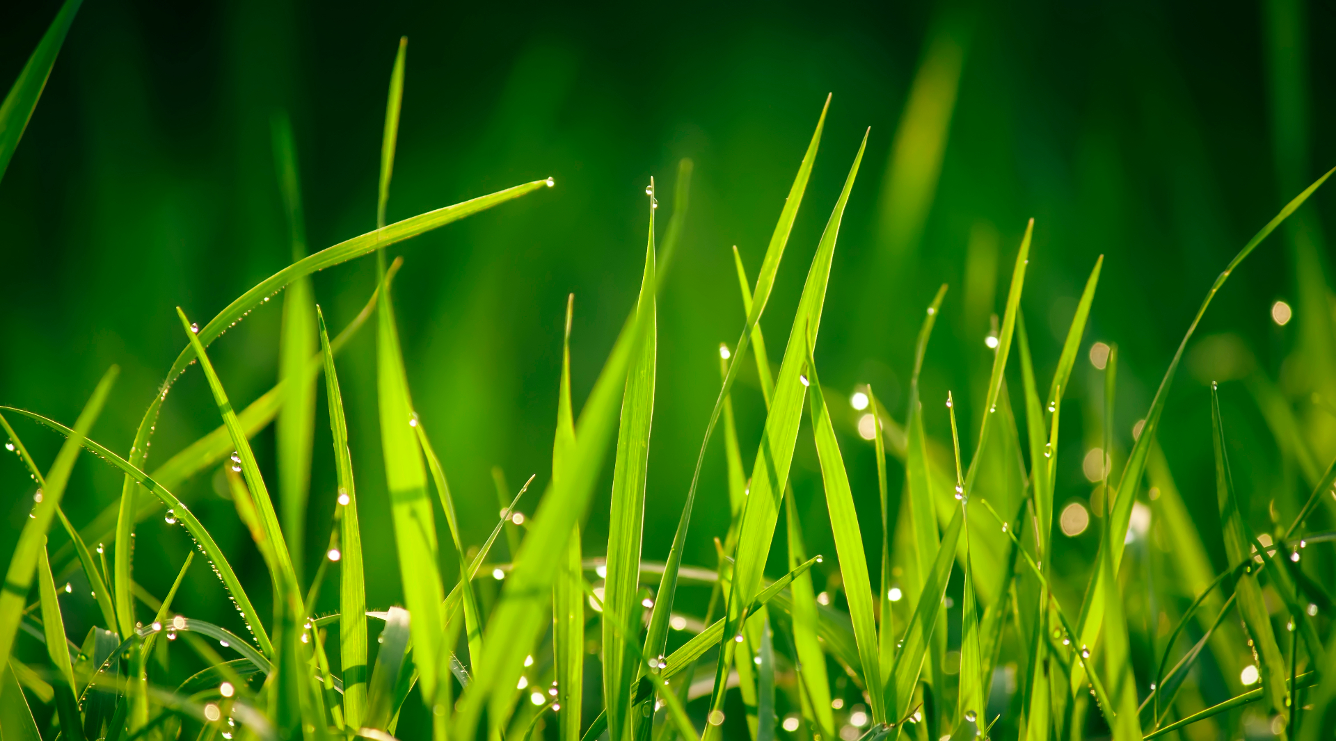 Diagnostic complet de votre pelouse